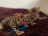 2 chatons Bengal mâles à vendre
