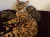 2 chatons Bengal mâles à vendre