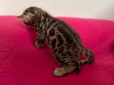 2 chatons Bengal mâles à vendre
