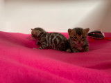 2 chatons Bengal mâles à vendre