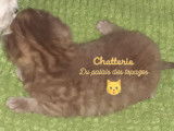Splendide British Selkirk Shorthair à vendre