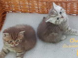 Splendide British Selkirk Shorthair à vendre