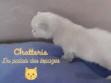 Chatons de race British Shorthair à vendre (2 mâles)