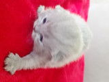 Chatons de race British Shorthair à vendre (2 mâles)