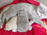 Chatons de race British Shorthair à vendre (2 mâles)