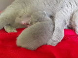 Chatons de race British Shorthair à vendre (2 mâles)