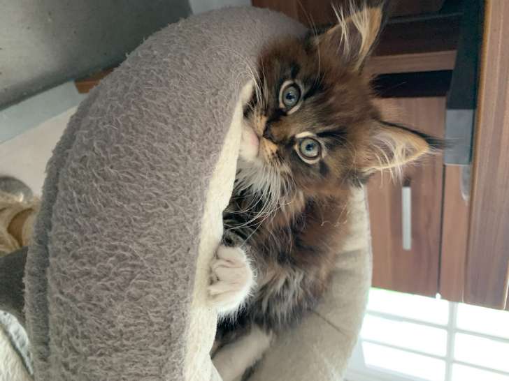 Chaton Maine Coon LOOF disponibles LE 05.08.2023