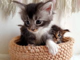 Chatons Maine Coon à vendre (pure race)