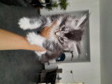 Chatons Maine Coon à vendre (pure race)