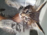 Chatons Maine Coon à vendre (pure race)