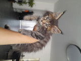 Chatons Maine Coon à vendre (pure race)