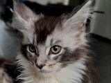 Chatons Maine Coon à vendre (pure race)