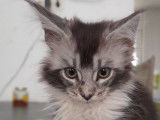 Chatons Maine Coon à vendre (pure race)