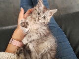 Chatons Maine Coon à vendre (pure race)