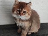 Chatons British Longhairs à vendre (1 Femelle & 1 Mâle)