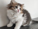 Chatons British Longhairs à vendre (1 Femelle & 1 Mâle)