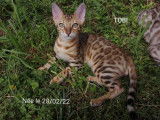 Chatons de race Bengal à vendre (3 mâles)
