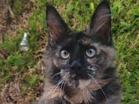 Une chatonne Maine Coon black tortie LOOF disponible