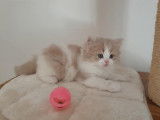 Adorables British Longhair LOOF à vendre