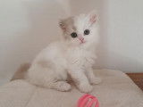Adorables British Longhair LOOF à vendre