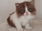 Adorables British Longhair LOOF à vendre