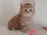 Adorables British Longhair LOOF à vendre