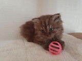 Adorables British Longhair LOOF à vendre