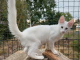 Chaton Angora Turc blanc LOOF à vendre