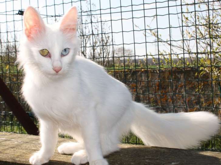 Un chaton Angora Turc de couleur blanche (LOOF) à  vendre
