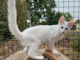 Un chaton Angora Turc de couleur blanche (LOOF) à vendre