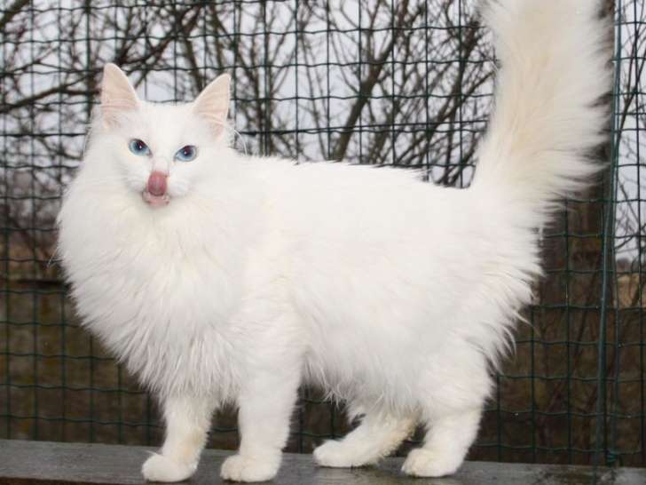 Un chaton blanc Angora Turc aux yeux bleus à la vente LOOF