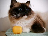 Un chat Ragdoll LOOF seal point mitted disponible pour saillie