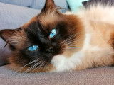 Un chat Ragdoll LOOF seal point mitted disponible pour saillie