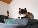 Un chat Ragdoll LOOF seal point mitted disponible pour saillie