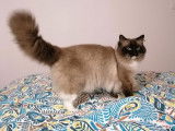 Un chat Ragdoll LOOF seal point mitted disponible pour saillie