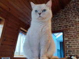 1 chat femelle adulte Scottish Straight tortie de 2 ans LOOF à vendre
