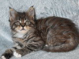 3 chatons Maine Coons à réserver (LOOF)