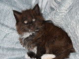 3 chatons Maine Coons à réserver (LOOF)