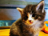 À la réservation 2 chatons Norvégiens LOOF
