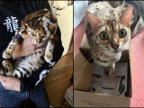 Splendide jeune femelle Bengal pour saillie