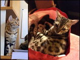 Splendide jeune femelle Bengal pour saillie