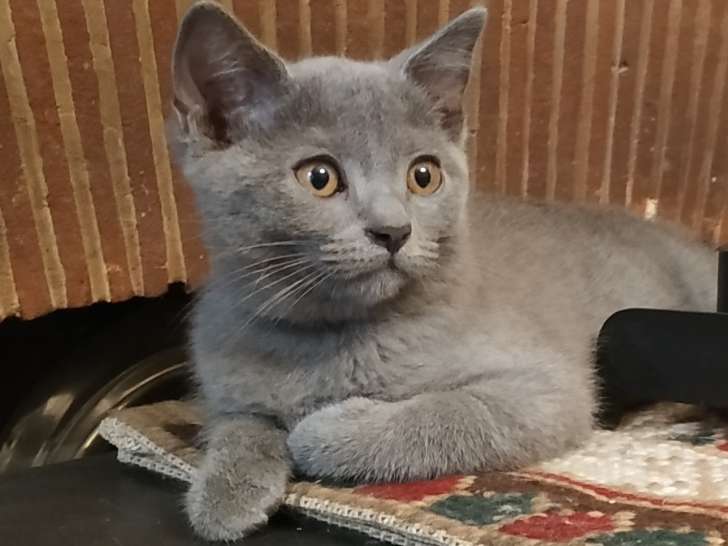 Chatons Chartreux A Vendre Petite Annonce Chat