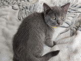 Chatons Chartreux à vendre
