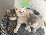 Chatons British Shorthair LOOF à vendre