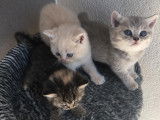 Chatons British Shorthair LOOF à vendre