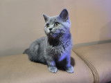 British shorthair blue et blue silver tabby