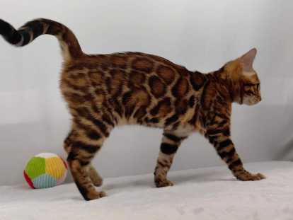 Bengal chatons beauté exceptionnelle jaguars de salon reste une dernière femelle chaton bengal