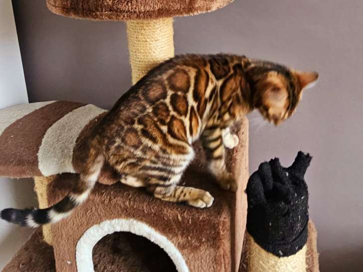 Bengal chatons beauté exceptionnelle jaguars de salon disponible de suite à partir de 1600 €