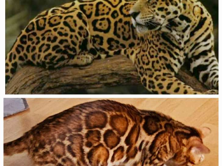Bengal chatons beauté exceptionnelle jaguars de salon reste une dernière femelle