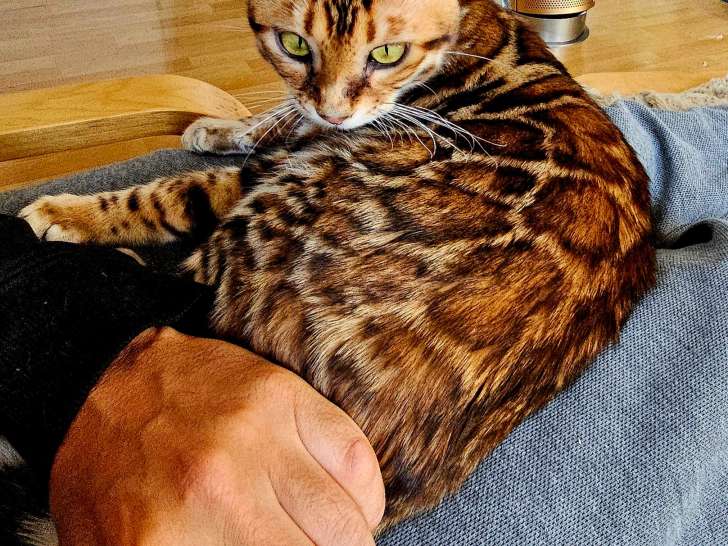 Bengal chatons beauté exceptionnelle jaguars de salon